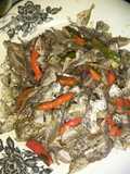 Ikan asin petek kriuk