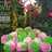 Bolu kukus mawar simple