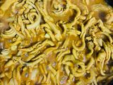 Usus Ayam Pedas Bumbu Kuning