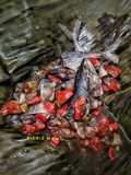 Ikan Asin Pedah Kukus