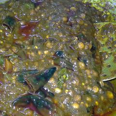 A picture of Pulikaichal/Puliyotharai mix -Kumbakonam Iyengar special.
