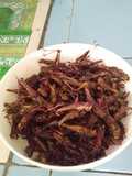 Belalang sambal goreng