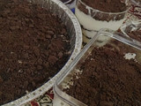 Oreo cheese cake