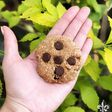 Chocochips cookies organic