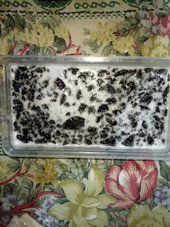 Foto resep Pudding susu oreo