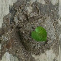 A picture of Sand Pie.