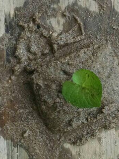 A picture of Sand Pie.