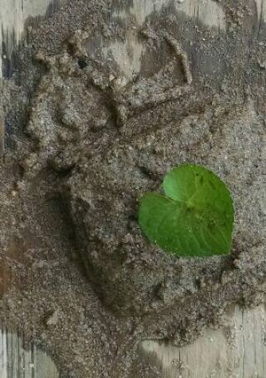 A picture of Sand Pie.