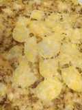 Tarta de repollo con bacon