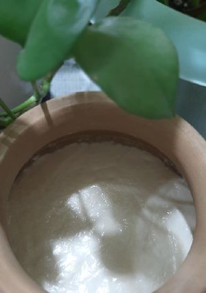 عکسی از دستور ماست خونگی