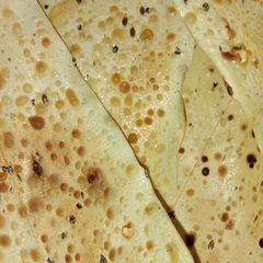 A picture of Fried papad.