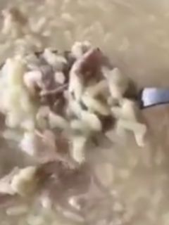 Foto de Canja de Galinha