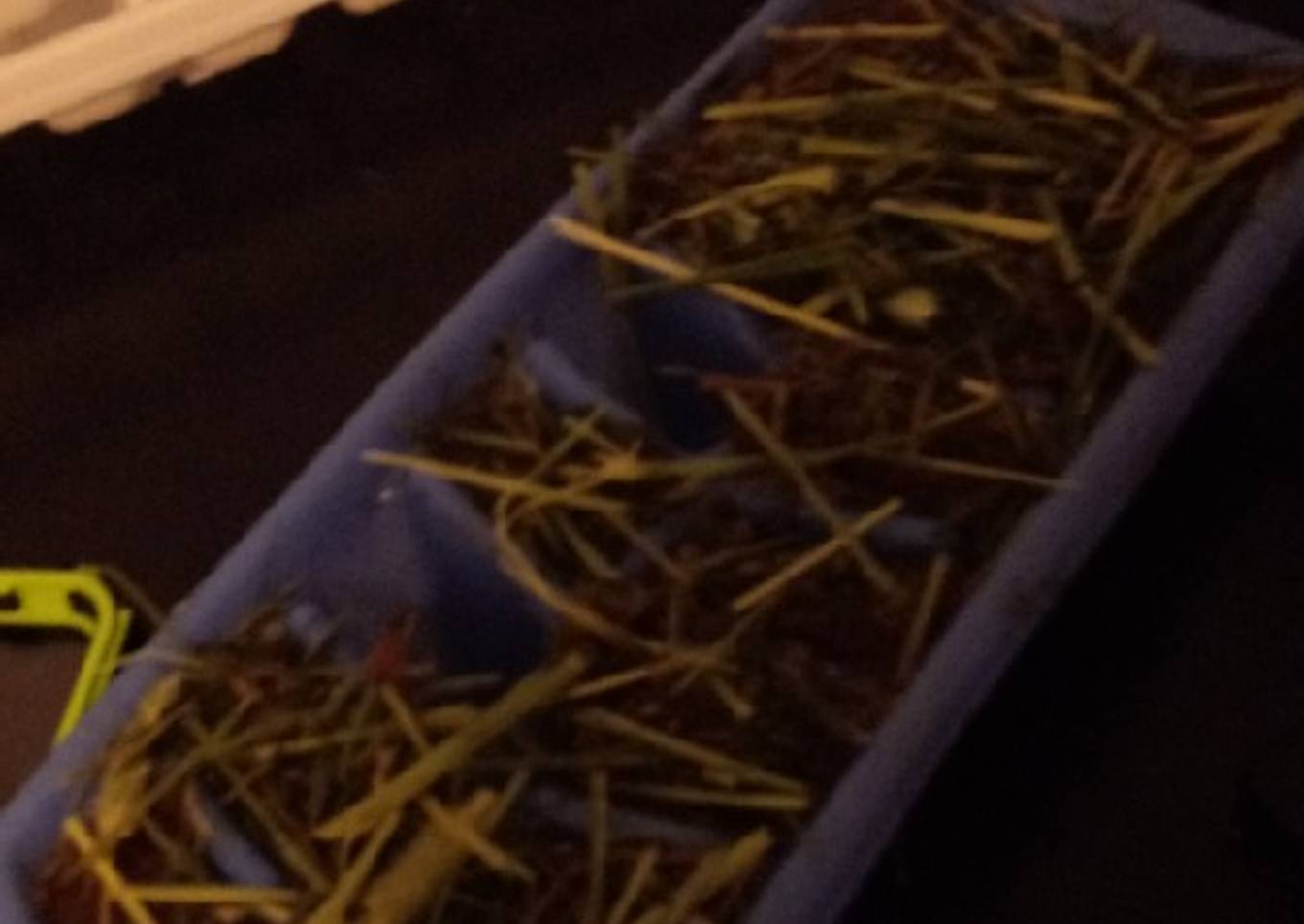 Guinea pig cube treats