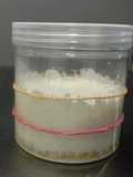 Sourdough Starter