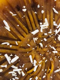 عکسی از دستور حلوا