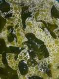 Green soup with Kulith