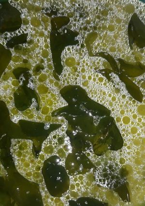A picture of Green soup with Kulith.