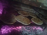 Torta asada del norte
