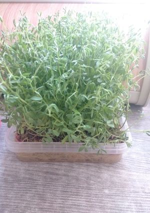عکسی از دستور سبزه عید عدس