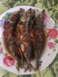 Ikan Salem Saori