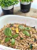 Nasi Goreng Kampung Daun Selasih