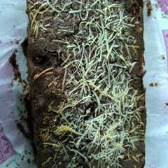 รูปของ Brownis panggang 2 telur empuk