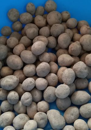 Foto resep Tips Membersihkan kentang kecil menggunakan ampas parutan kelapa