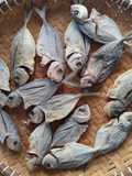 507. Ikan Asin Selar