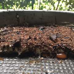 Una foto de Oreo cake