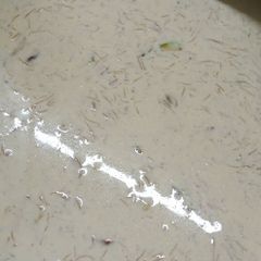 A picture of Sheer khurma.