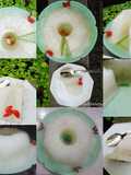 Pudding Klamud Naco (Kelapa Muda Nata de coco)
