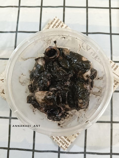 Foto resep Cumi hitam masak lada bawang putih