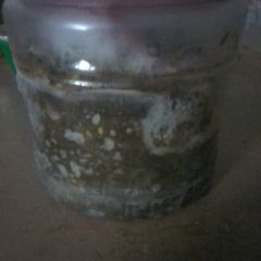 Green chillies paste A picture of Green chillies paste.