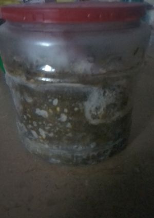 A picture of Green chillies paste.
