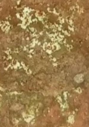A picture of Moong dal chilla.