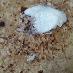 A picture of Radish Parantha.