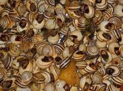 A picture of river snail