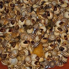 A picture of Traditional Moroccan Snail Soup (Babbouche).