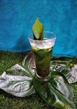 A picture of Paan leaf mocktail.