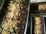 Chewy Brownies 🍫 (No Mixer)