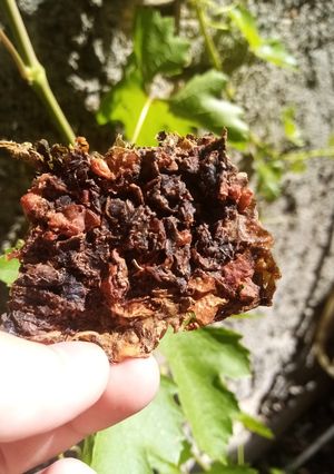 عکسی از دستور لواشک برگ مو+غوره