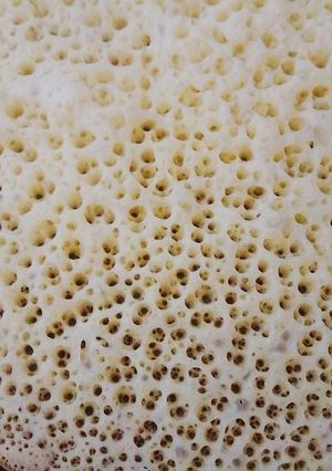 صورة لوصفة بغرير خفيف ولذيذ 😋