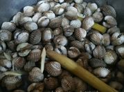 Gambar kerang serai