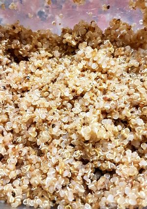 Una foto de Quinoa: ¡Como cocinarla para que quede deliciosa!🌸