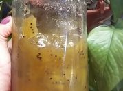 Una foto de mermelada de kiwi