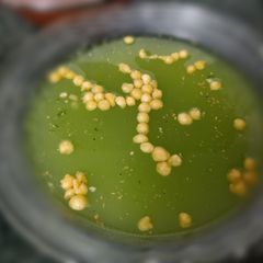 A picture of Tikha pani.