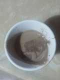 Batida de oreo