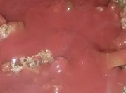 Una foto de tuco con carne