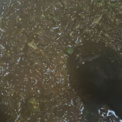 A picture of Saag.