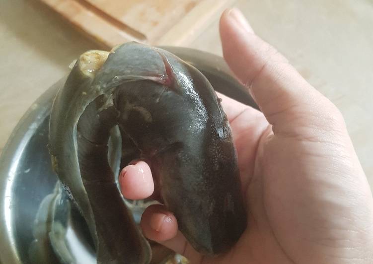 76. Tips Membersihkan Lendir Lele